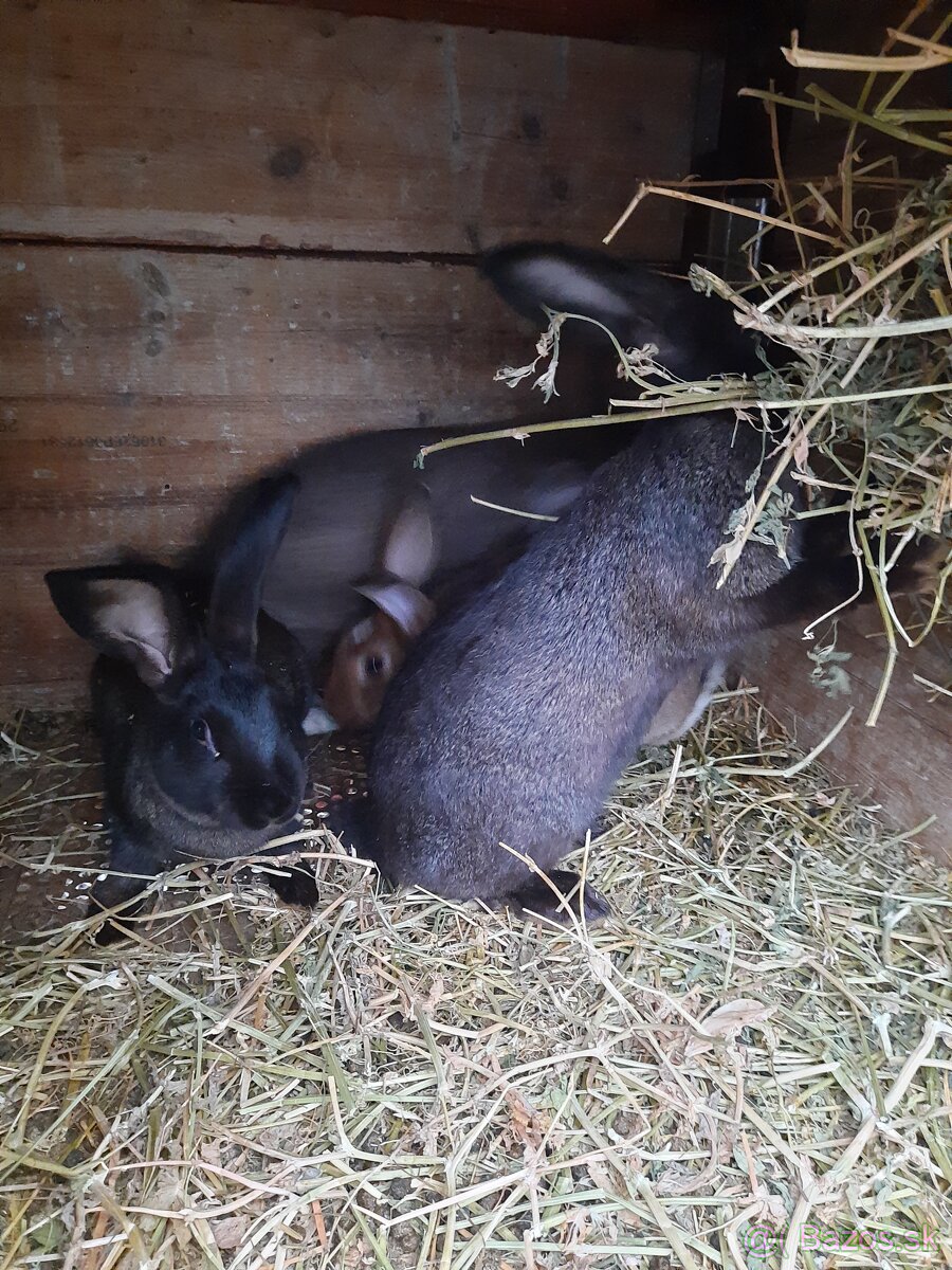Kraliky na predaj