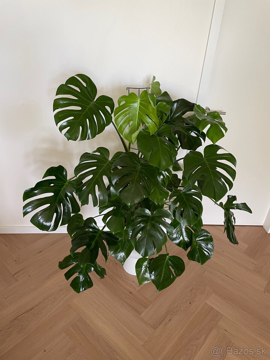 Monstera