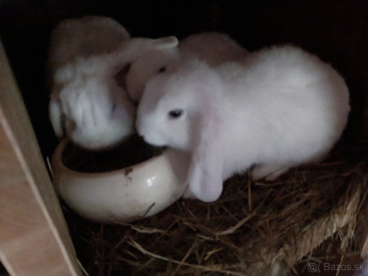 Predam zakrsle zdrobnele teddy zajaciky