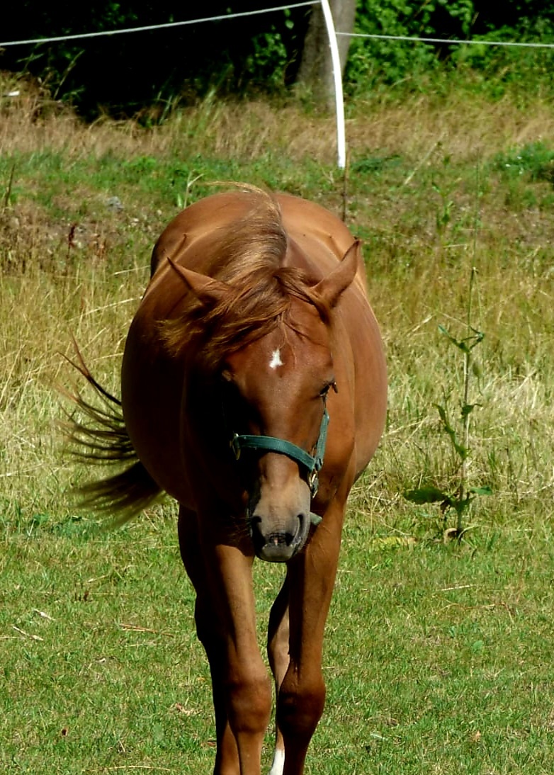 Quarter Horse 1,5 ročná kobylka