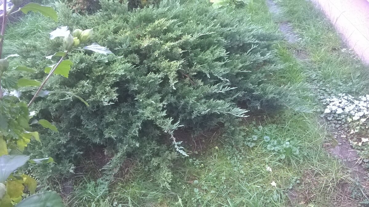 Okrasne zelene kriky