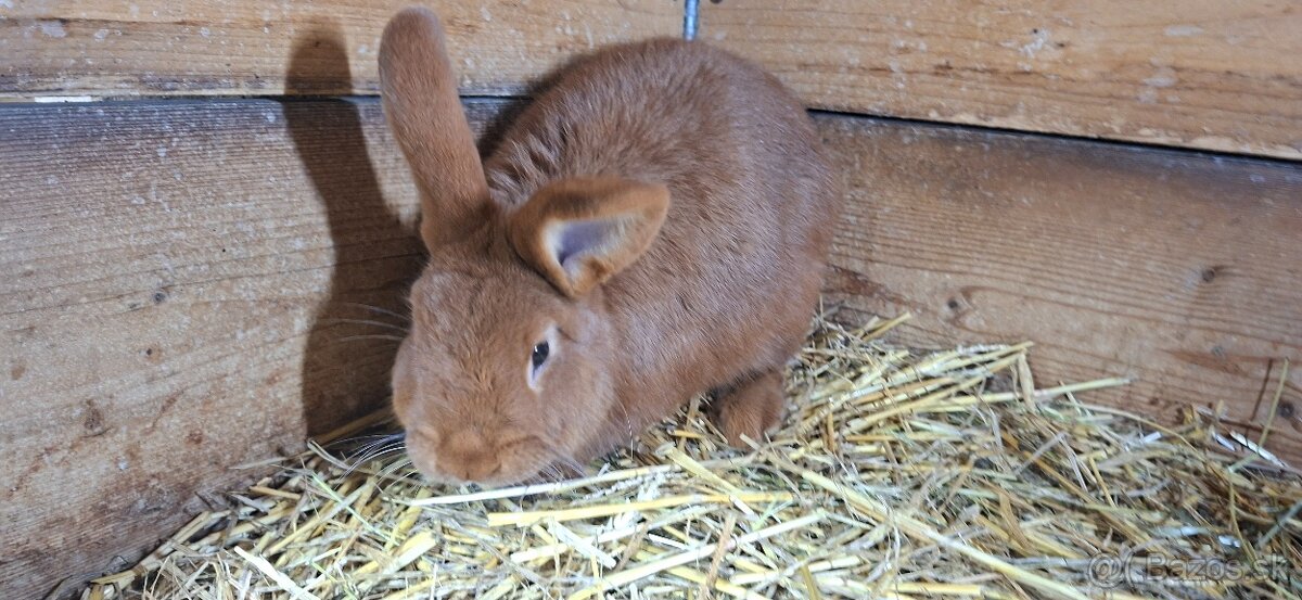 Novozelanska Červený samec