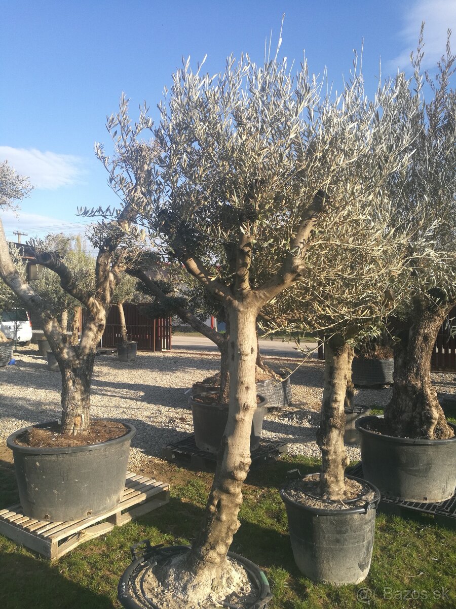 Olivovnik bonsai