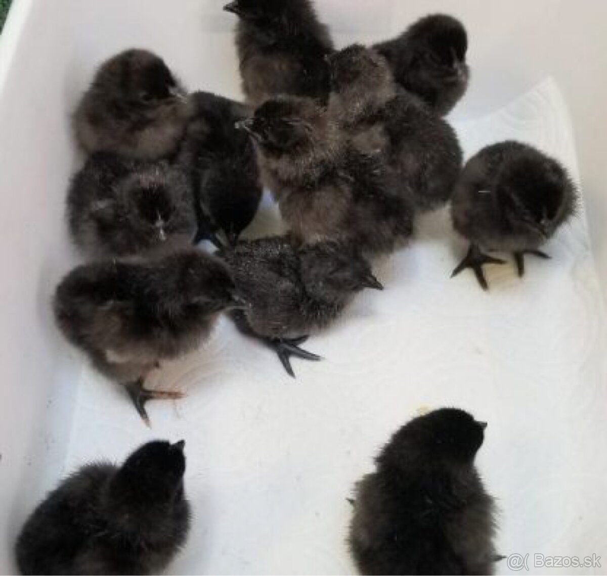 Ayam cemani kuriatka