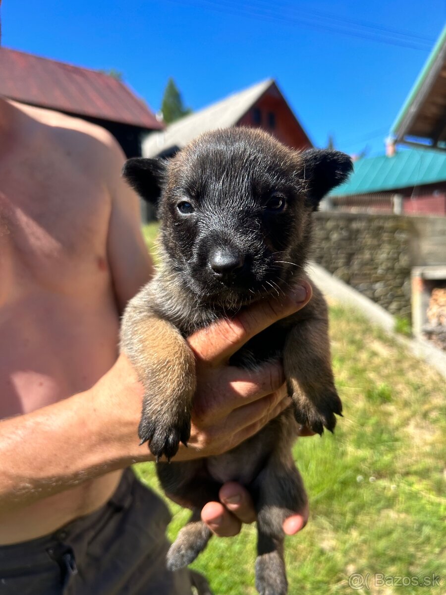 Belgicky ovčiak malinois