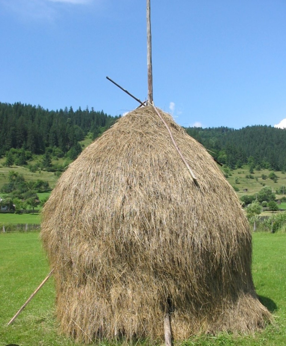 Seno