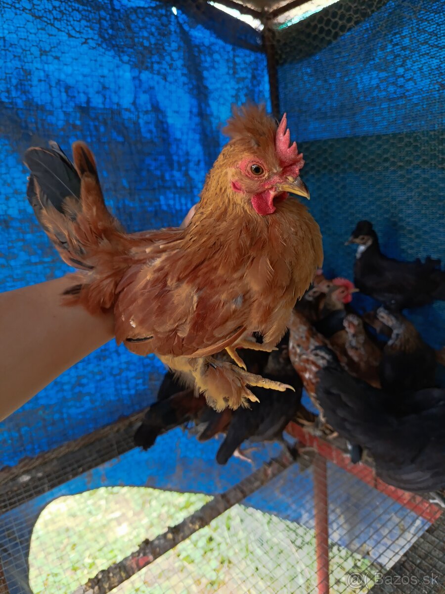 Mini kohút/ törpe kakas