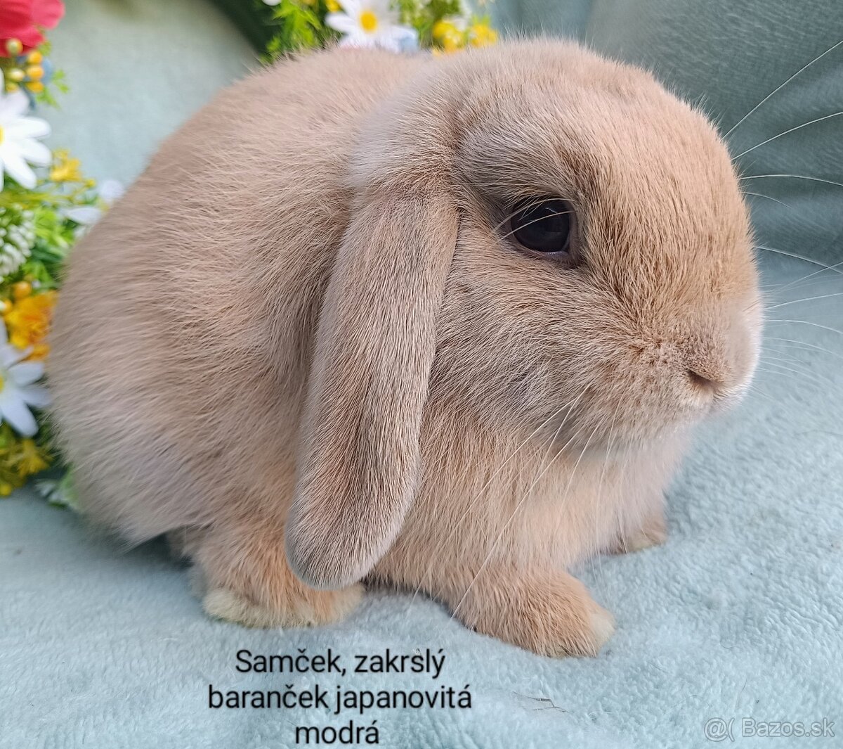 Zakrslý baranček s VP samček japanovitý modrý