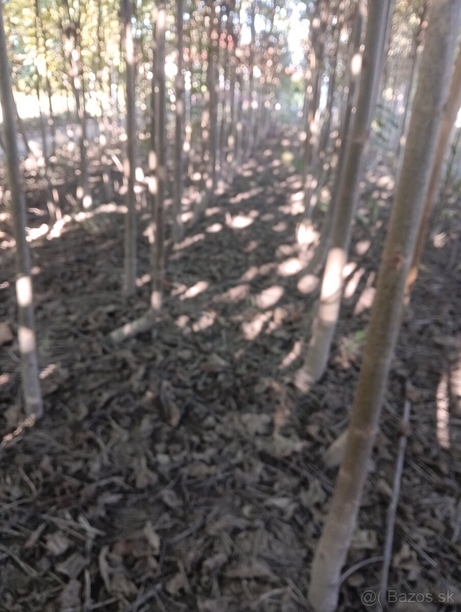 Paulownia Sang Tong