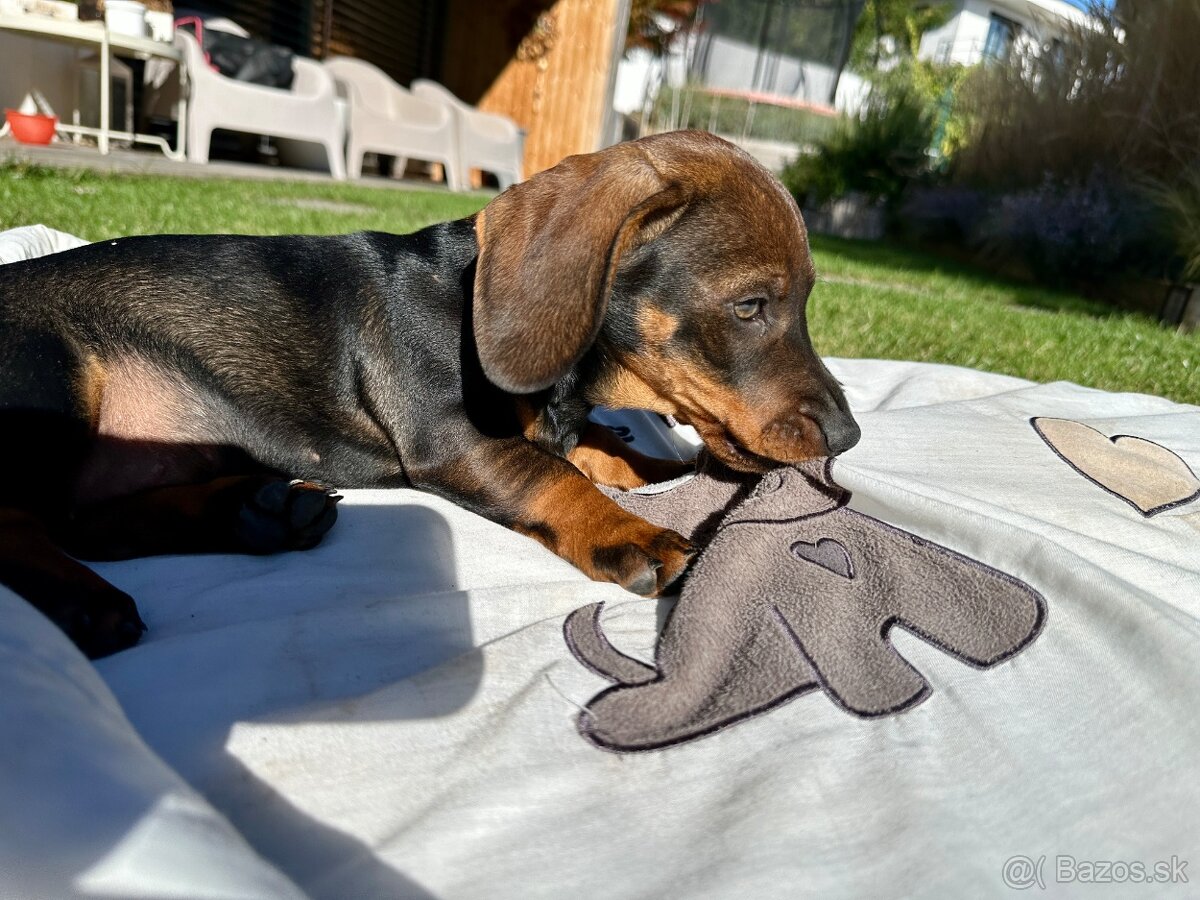 Jazvečík hrubosrstý