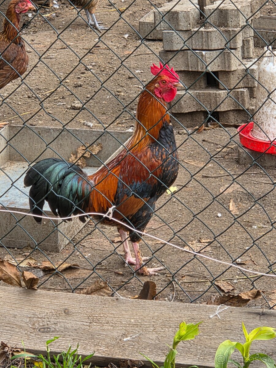 Predám kohútov Velsumka