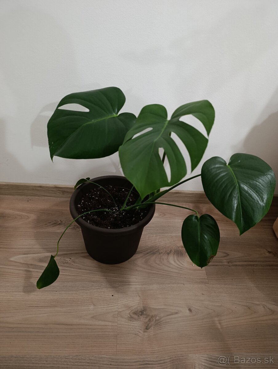 Monstera deliciosa