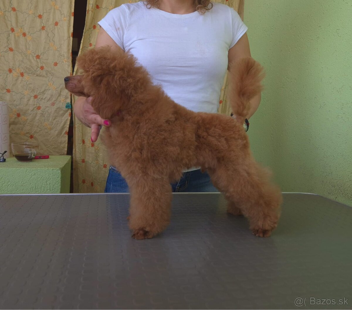 Toy Pudla