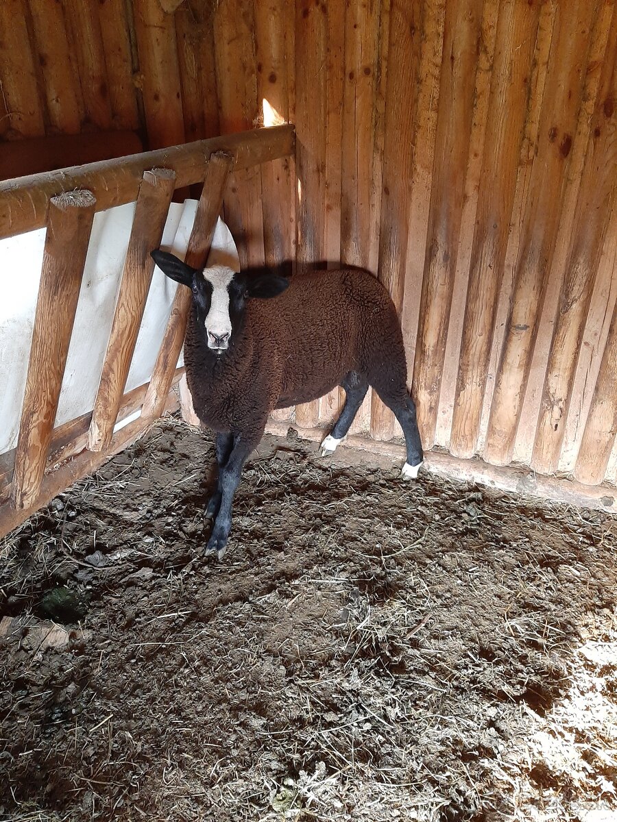 Baran zwartbles