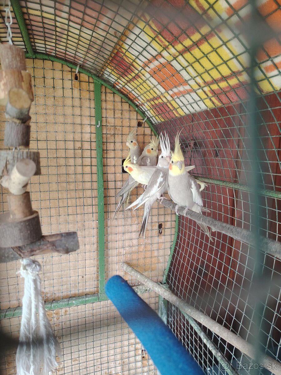 Korela