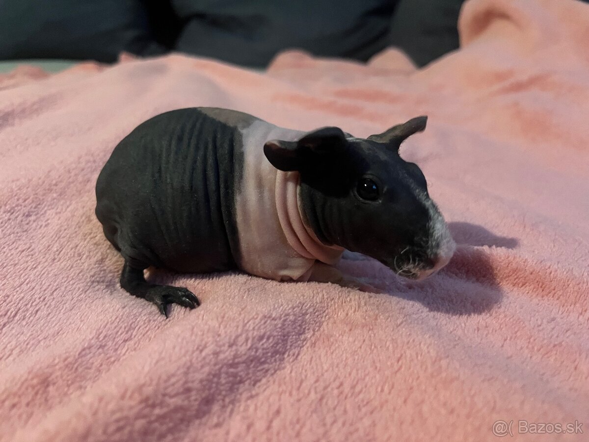 Skinny morské prasiatko