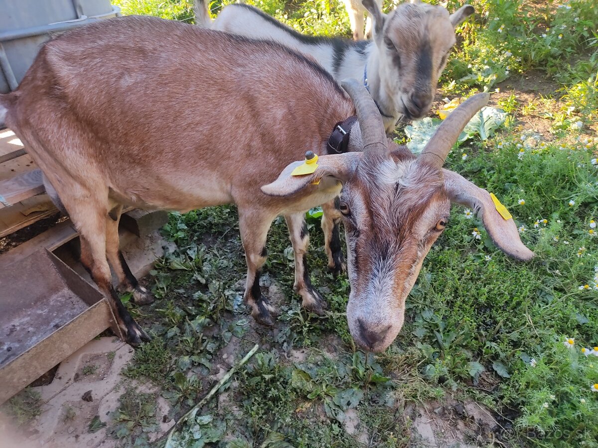Koza a kozlata