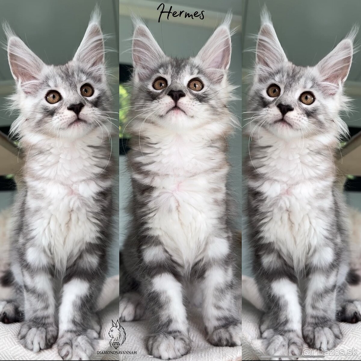 Mainská Mývalia Maine Coon