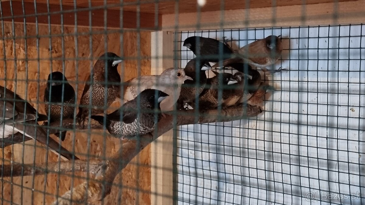 Pestúnka japonská