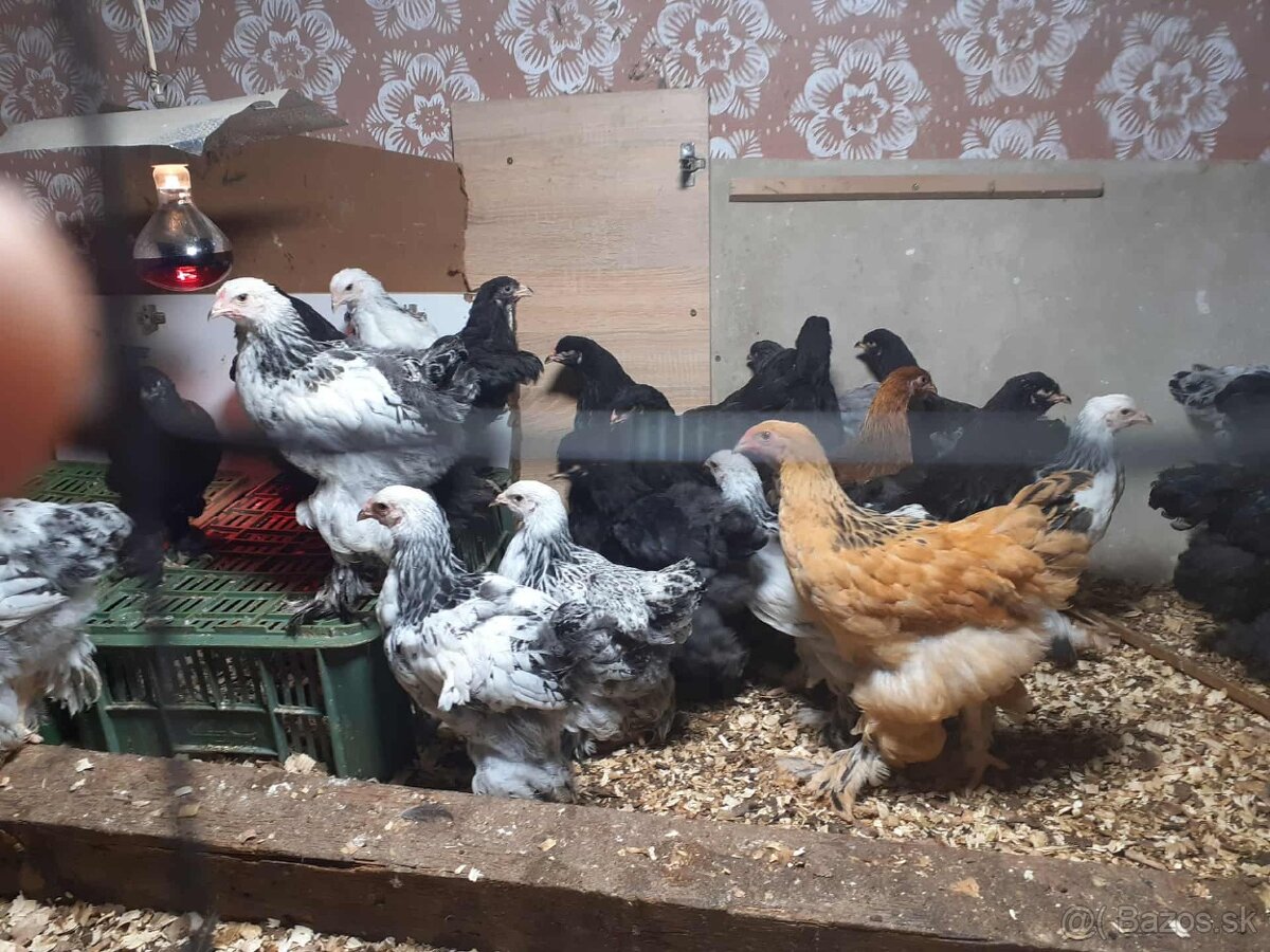 brahma, brahmanka,brahmanky, brahmanka velka