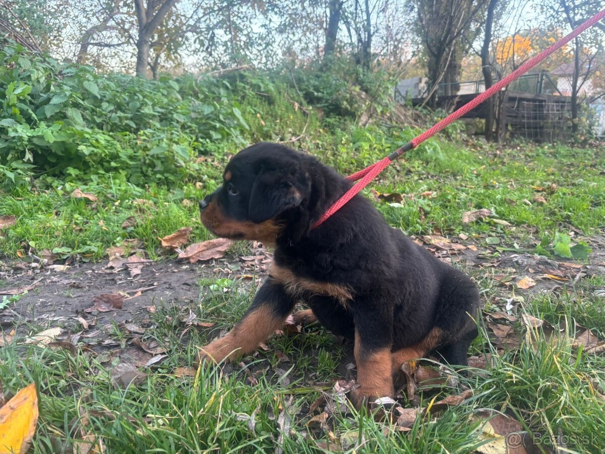 Rottwailer, rottweiler, rtw, rotvajler