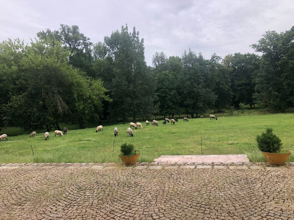 jahňatka, ovce, barany