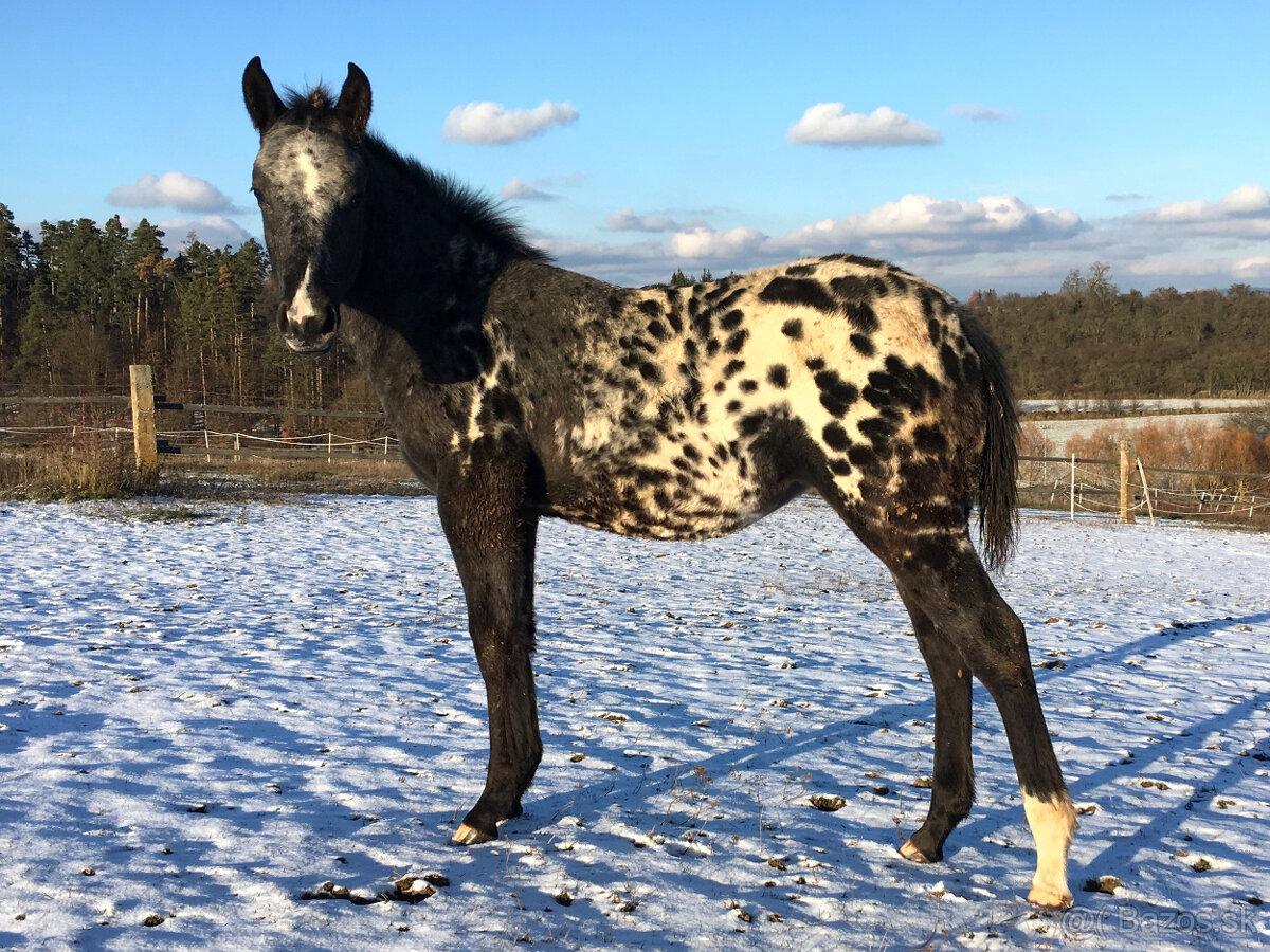 Appaloosa