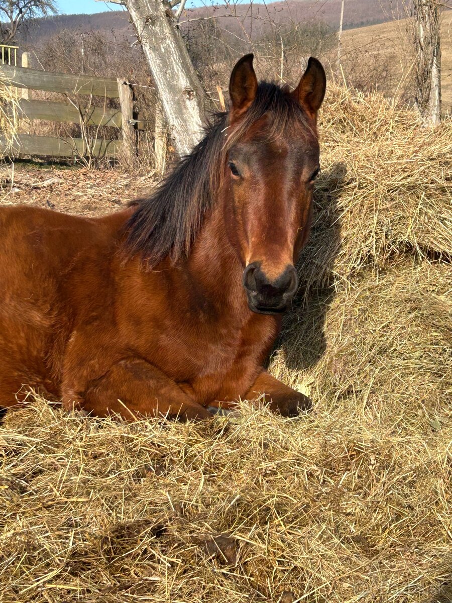 2r Valach AQH
