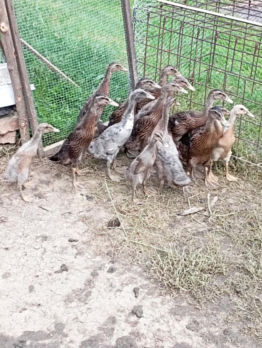 Indický bežec