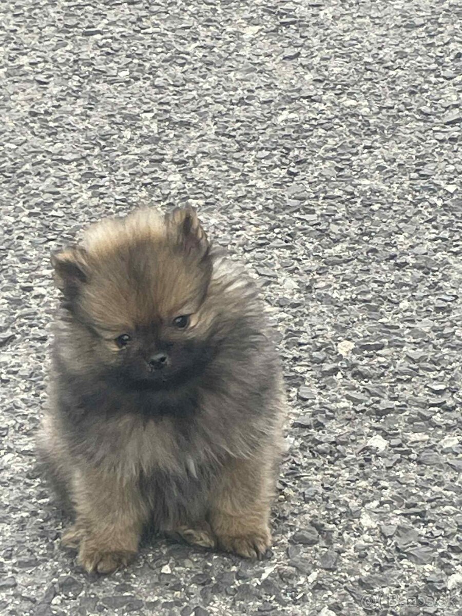 Pomerian boo