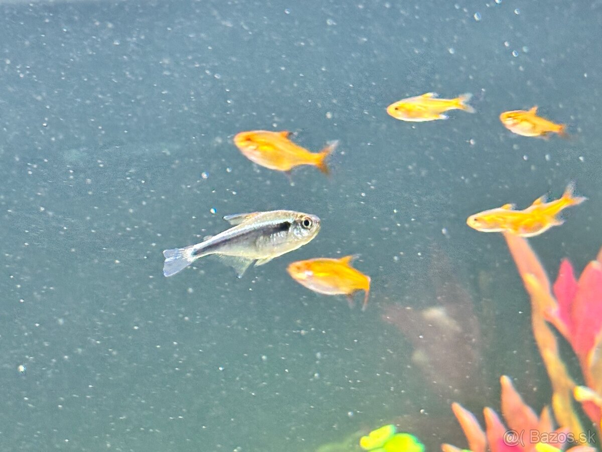 Predám akvarijne rybičky