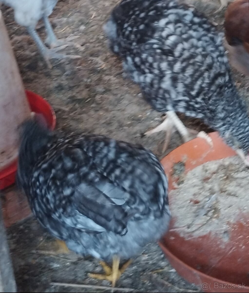 Araucana,araucany,araukana,araukany
