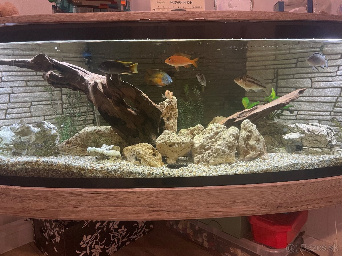 Veľké rohové akvárium