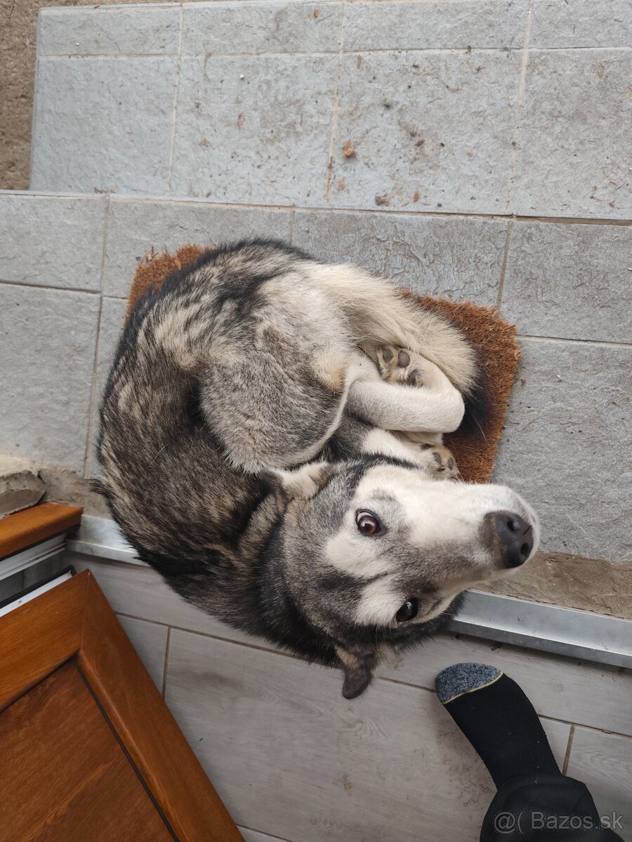 Darujem psika malamut