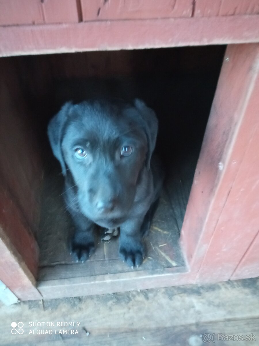 Šteniatka labradorov