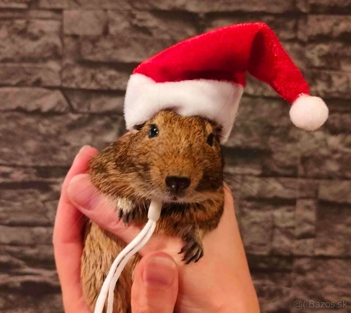 Osmak degu