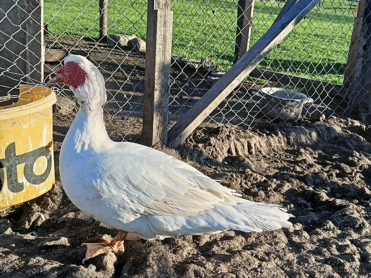 Pekinský káčer