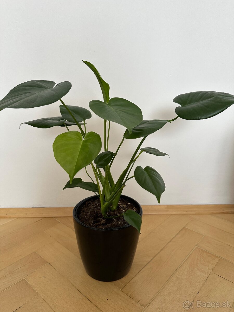 Monstera