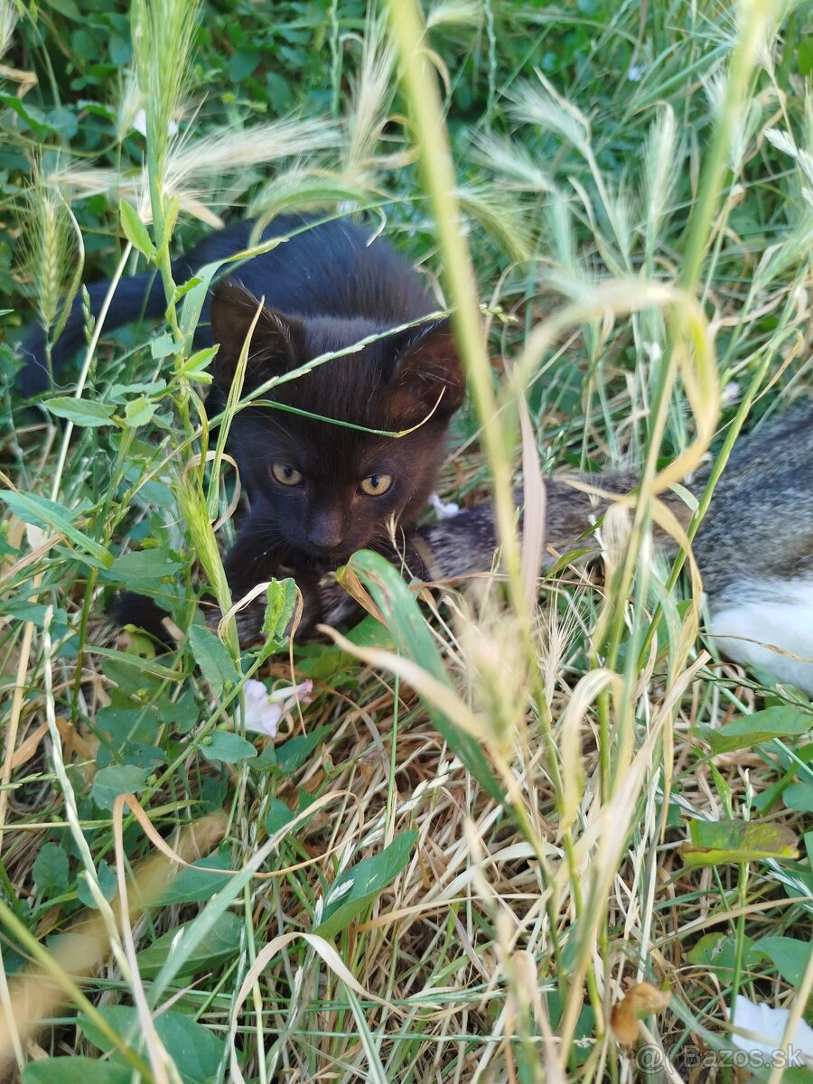Mačiatka
