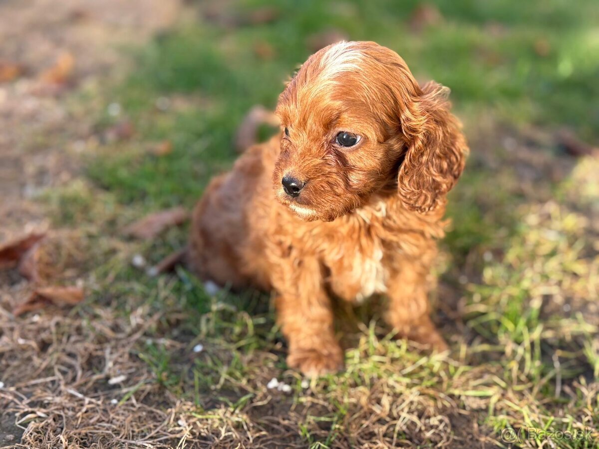 Cavapoo