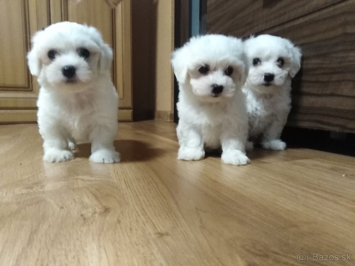 Maltezák šteniatka