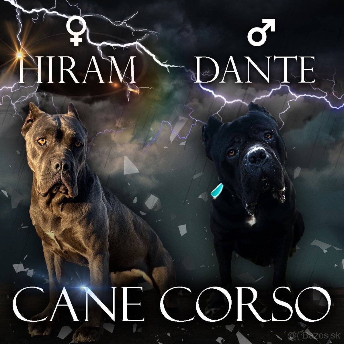 Cane Corso