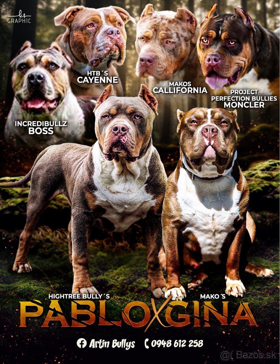 American Bully xl