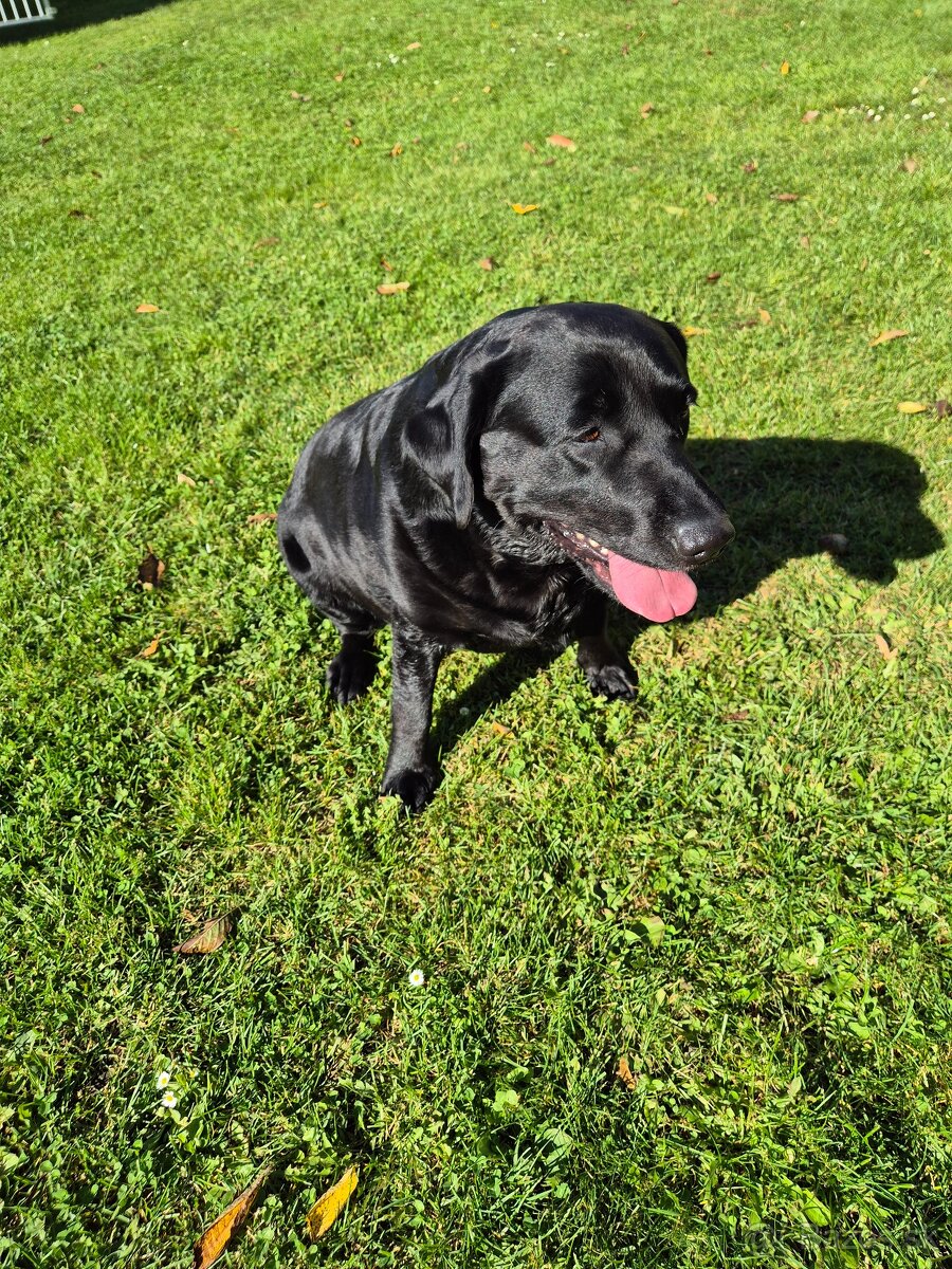 Hľadám psa na krytie - labradorsky retriever