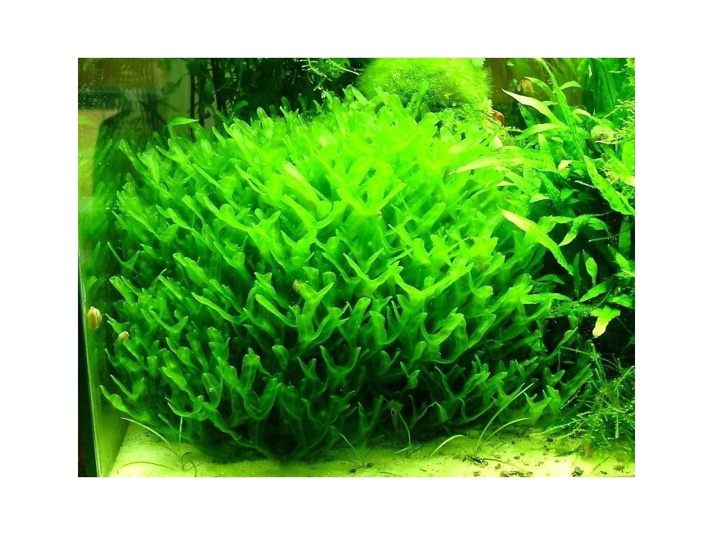 Monosolenium tenerum (Pelia Moss)