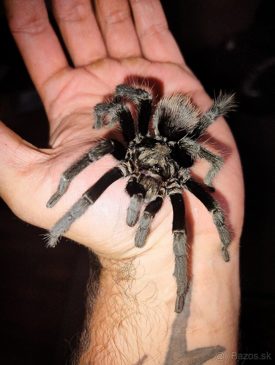 Pavúk, Vtáčkar, Terárium