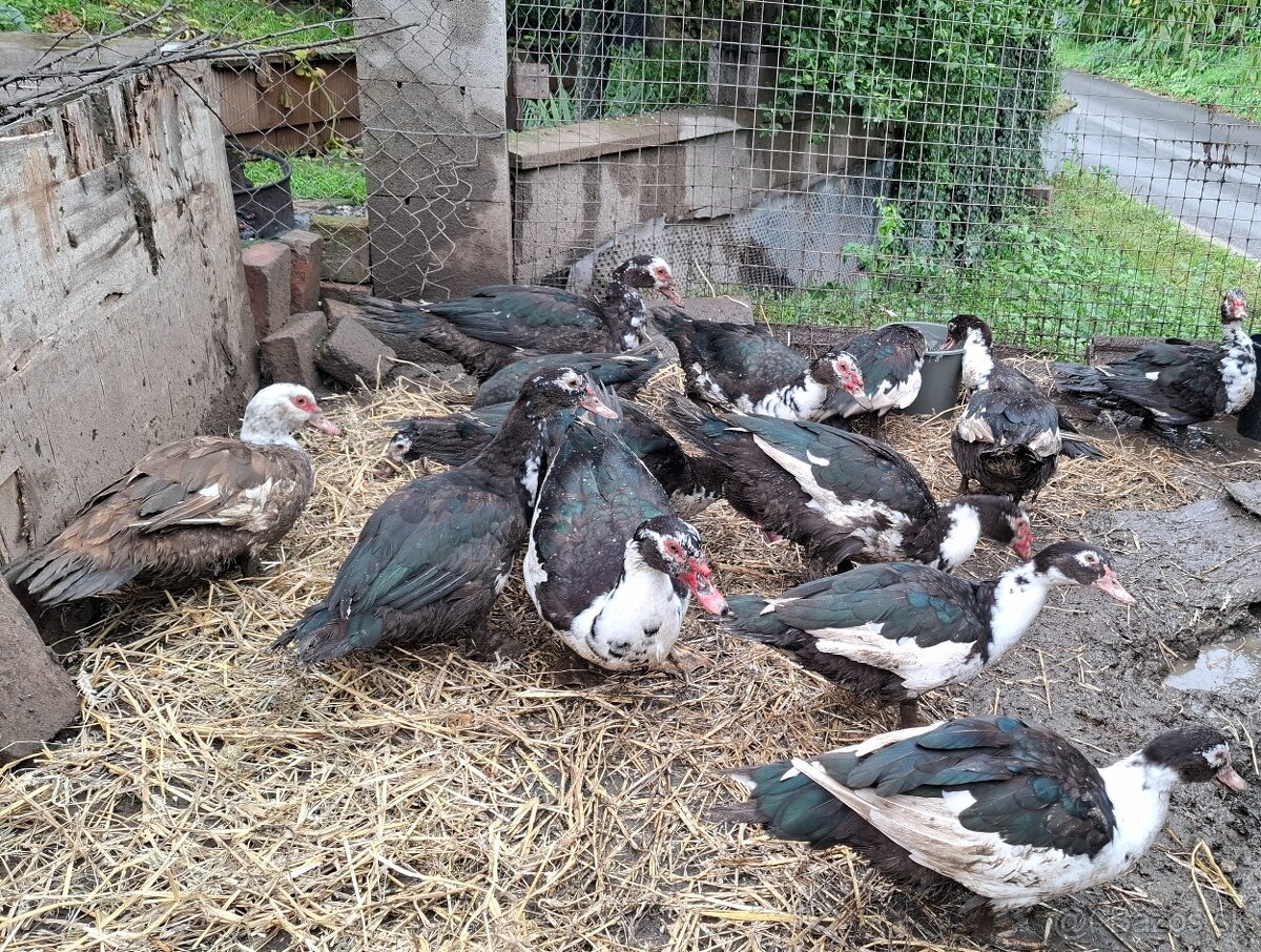 Kačica pižmová (čínska)