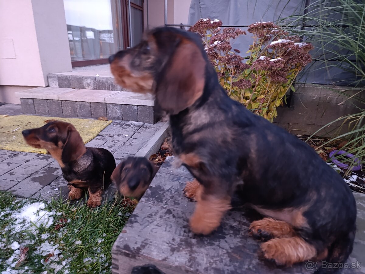 Jazvečík Hrubosrstý