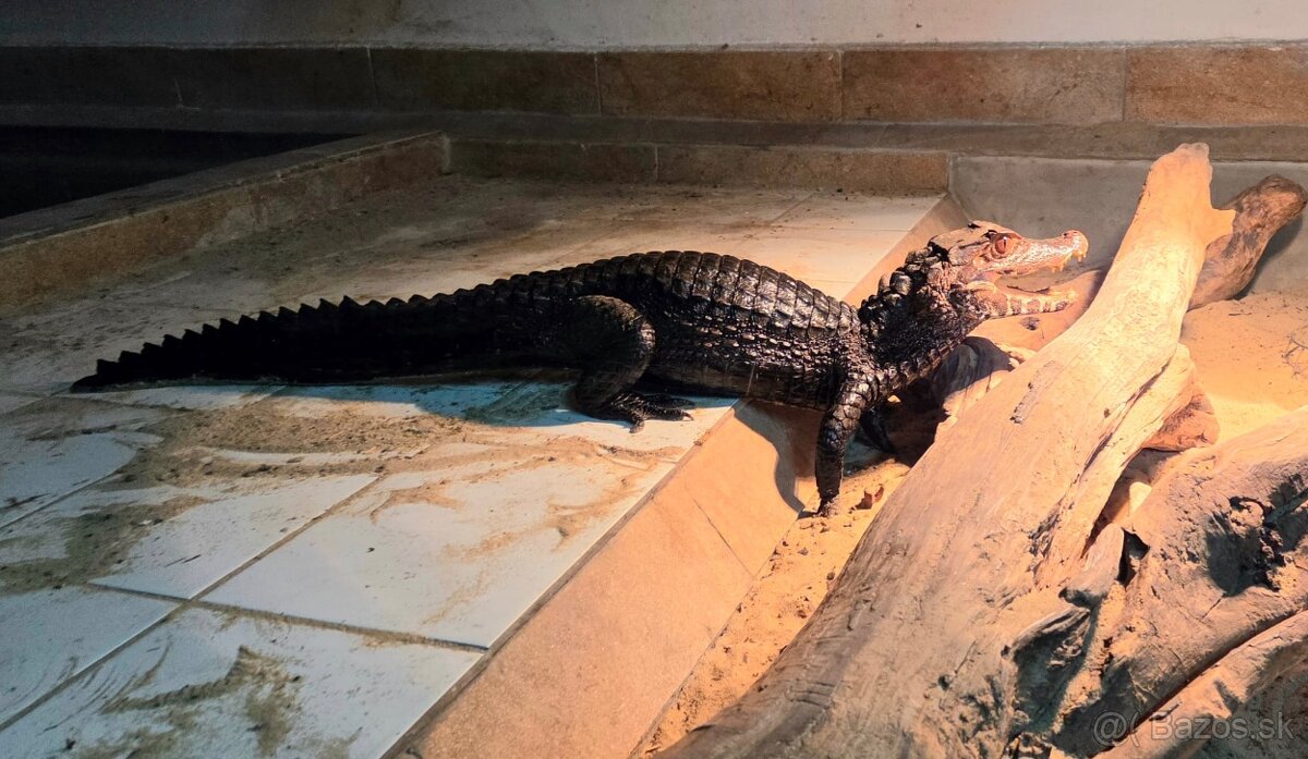 Paleosuchus palpebrosus