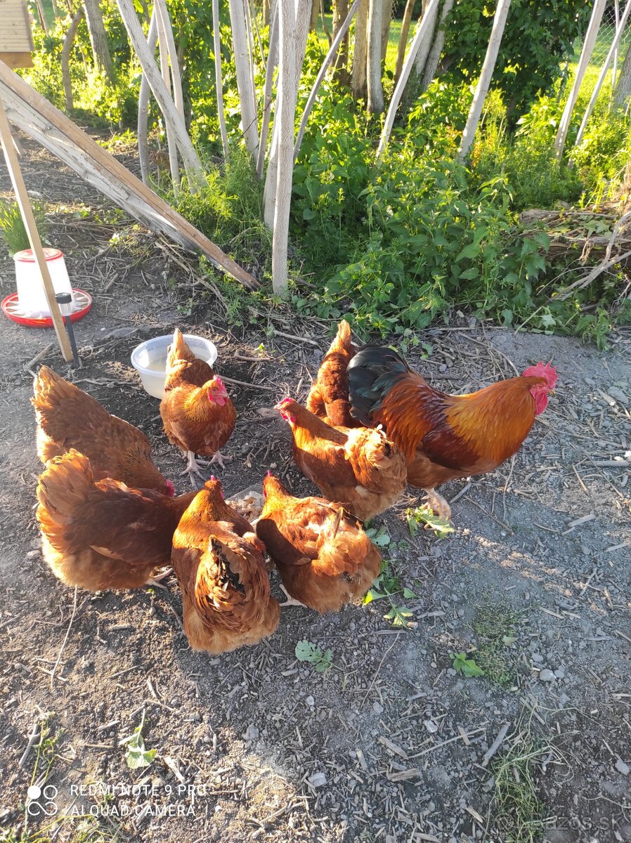 Hempsirka medenokrka